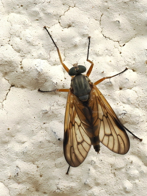Gemeine Schnepfenfliege (Rhagio scolopaceus) | Inanta - Realisiert mit Pictrs.com