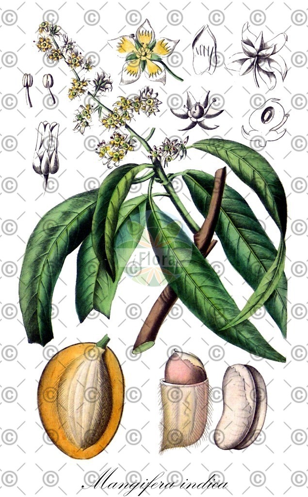 HistAbb_wfo-0000235399_1_ENZY_Simple | Historische Abbildung von Mangifera indica - Anacardiaceae (Mango;Echte Mango) | Historical Illustration of Mangifera indica - Anacardiaceae
