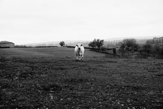 Es kreucht - es fleucht 2 | Charolais in Maizilly Brionais