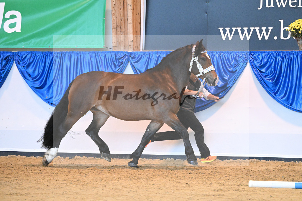 Kat-Nr. 52 Jette_Engelhard_53220095 | hf-fotografie - Realisiert mit Pictrs.com