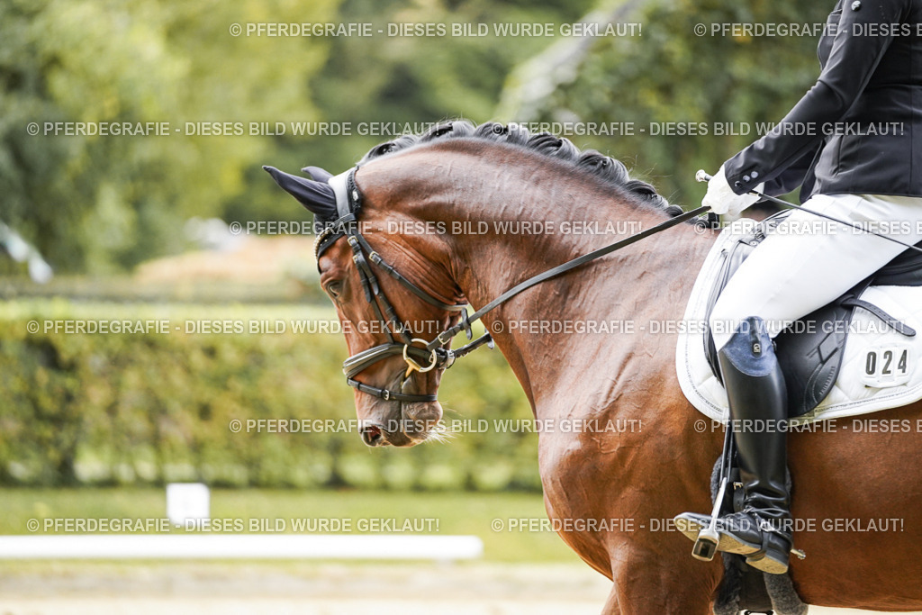 DSC09028 | Pferdegrafie