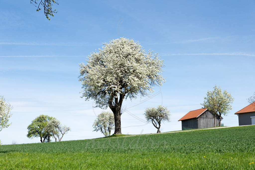 Birnbaumbluete_Mostviertel_2024_Mostdirn_Irmgard_Wieser-8663 | Ihre Fotografin im Lungau, ihre Fotografin im Mostviertel, Wandbilder Onlineshop, Imagefotos für Ihr Unternehmen,  - Realisiert mit Pictrs.com
