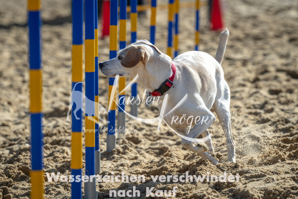 1117_ZZ90915 | kk-dogfotos