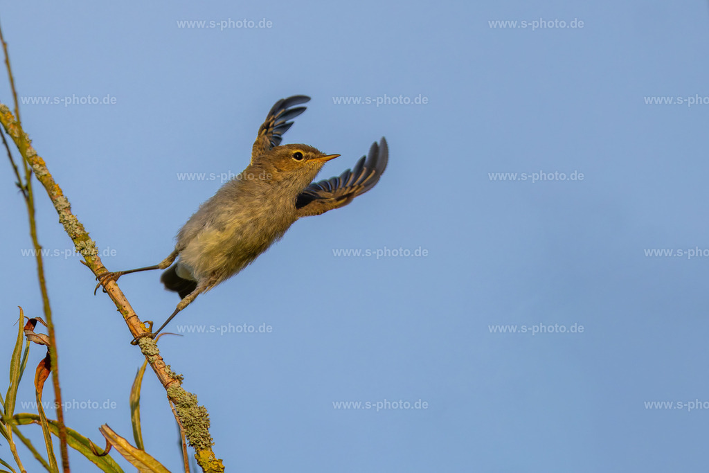 Der Zilpzalp | Ein kleiner, hübscher Singvogel, der leicht mit einem Fitis zu verwechseln wäre - Realisiert mit Pictrs.com