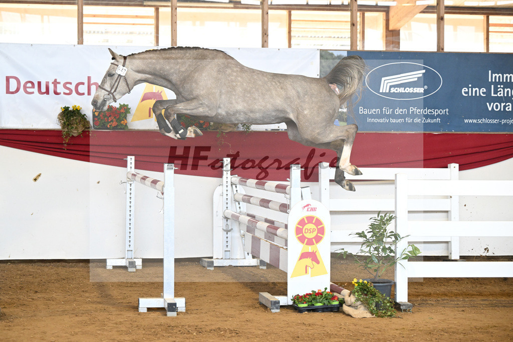Kat-Nr. 47 Signorita v. Mattias_Lindner_16251089 | hf-fotografie - Realisiert mit Pictrs.com