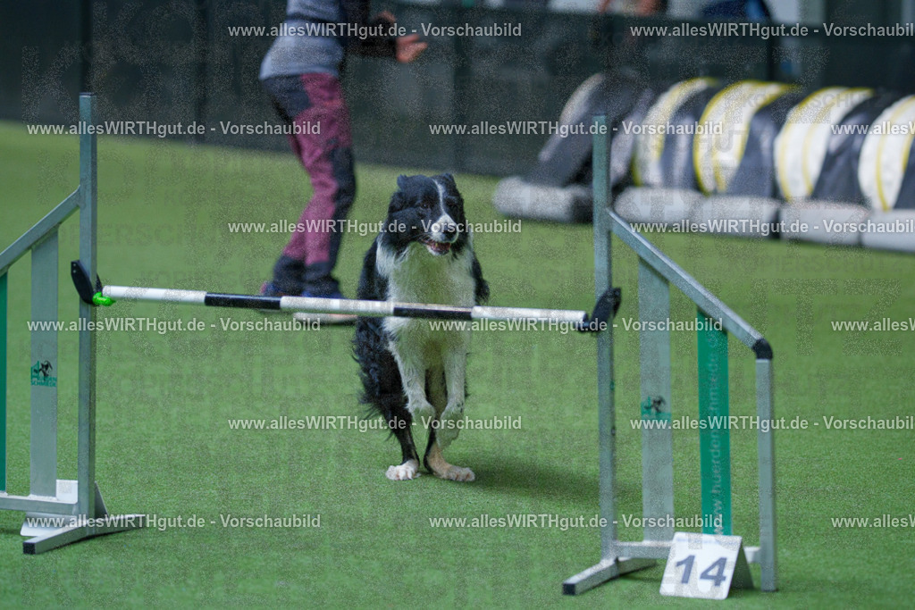 @allesWIRTHgut_Tierfotografie - www.allesWIRTHgut.de - 2604261531-7R505848 | Professionelle Tierfotografie in Mönchengladbach von Daniel Wirth (allesWIRTHgut). Liebevolle & natürliche Bilder von Hunden & Katzen für unvergessliche Erinnerungen.