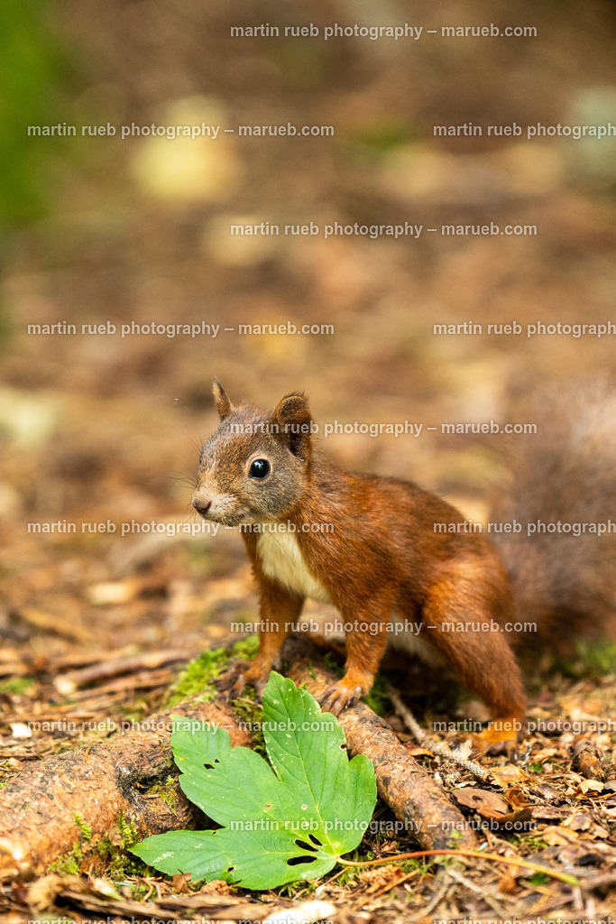 No leafs behind (vertical) | Squirrel in it's natural habitat - Realisiert mit Pictrs.com