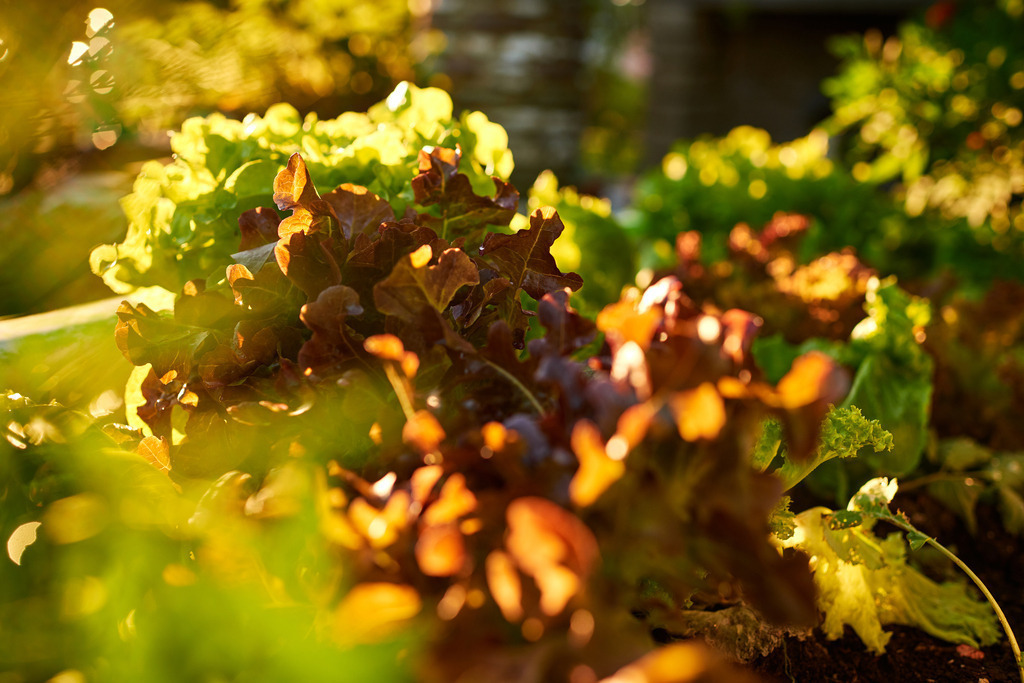 verschiedene Salate im Hochbeet | Austria - June 29, 2019: verschiedene Salate im Hochbeet - Realisiert mit Pictrs.com