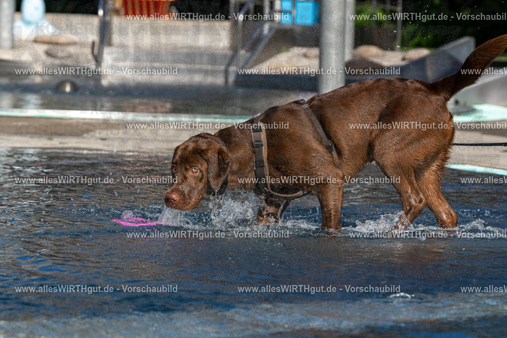 Hundeschwimmen_Volksbad_2026-allesWIRTHgut_Tierfotografie-2609061054-FAY06019 | Professionelle Tierfotografie in Mönchengladbach von Daniel Wirth (allesWIRTHgut). Liebevolle & natürliche Bilder von Hunden & Katzen für unvergessliche Erinnerungen.