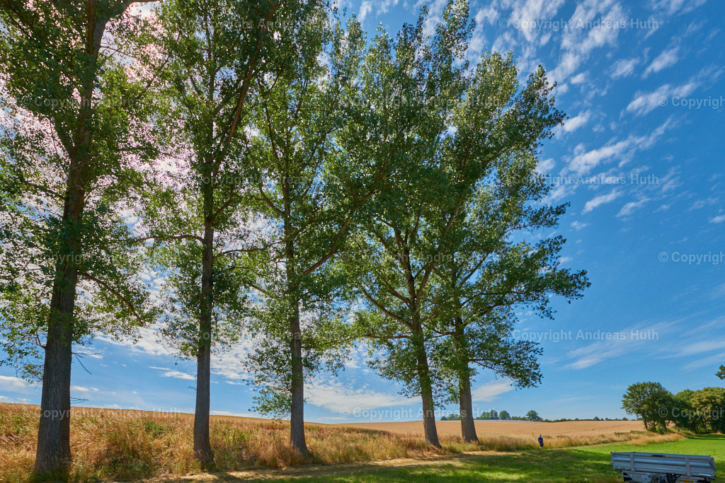 Bäume an einem Feldrain in Mauna | Bedeutsame Landschaften Deutschlands - Realisiert mit Pictrs.com
