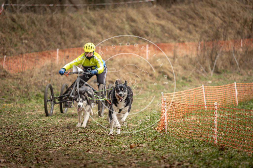 Pfotenfotografie_DV3A8602 | Hundefotografie, Tierfotograf, Pfotenfotografie, Fotoshooting Hund, Hunde Portrait, Hundesport, Hundeportraits, Heideshooting, Hunde, Sportfotograf, Hundefotograf, Turnierhundsport, THS,  - Realisiert mit Pictrs.com
