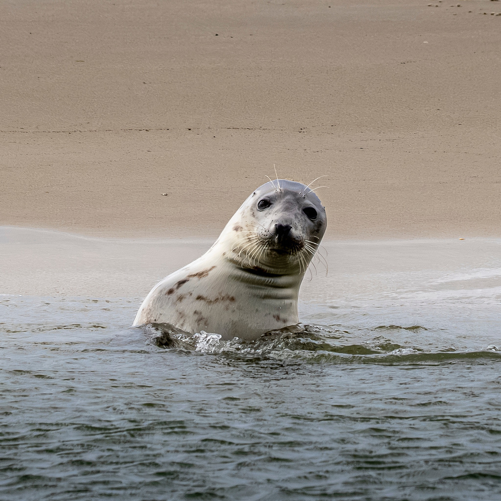Neugierige Kegelrobbe an der Sandbank auf Texel: Nahaufnahme im Nordseewasser | Eine Kegelrobbe schaut aufmerksam und neugierig aus dem flachen Wasser der Nordsee direkt in die Kamera. Im Hintergrund ist der helle Sandstrand einer Sandbank vor der niederländischen Insel Texel zu sehen. Die ausdrucksstarke Nahaufnahme fängt den charakteristischen Kopf des Meeressäugers im Nationalpark Wattenmeer perfekt ein. Ideal geeignet für redaktionelle Beiträge zu Artenschutz, Heimische Tierwelt, Fauna der Nordsee, Umwelt und Naturerlebnis. - Realisiert mit Pictrs.com