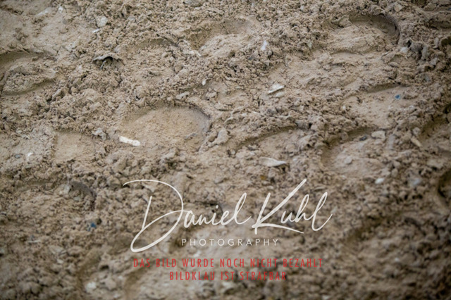 IMG_1777 | Turniersportfotografie; Pferdefotografie; Dressurfotografie