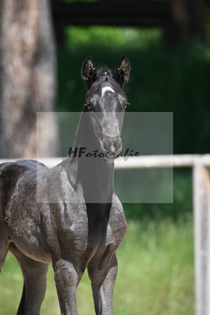 Parero x L Espoir_SF_Gestuet Greim_10250281 | hf-fotografie - Realisiert mit Pictrs.com