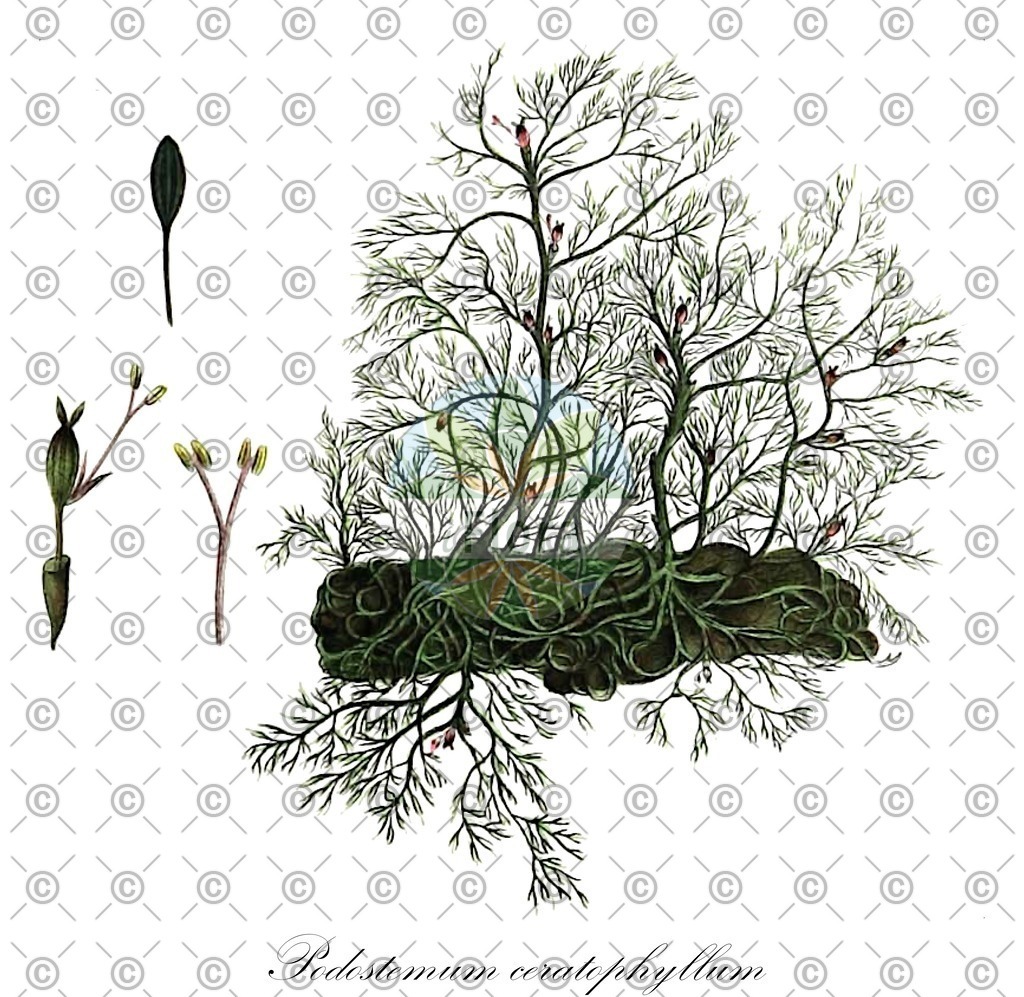HistAbb_wfo-0000476688_1_ENZY_Simple | Historische Abbildung von Podostemum ceratophyllum - Podostemaceae | Historical Illustration of Podostemum ceratophyllum - Podostemaceae