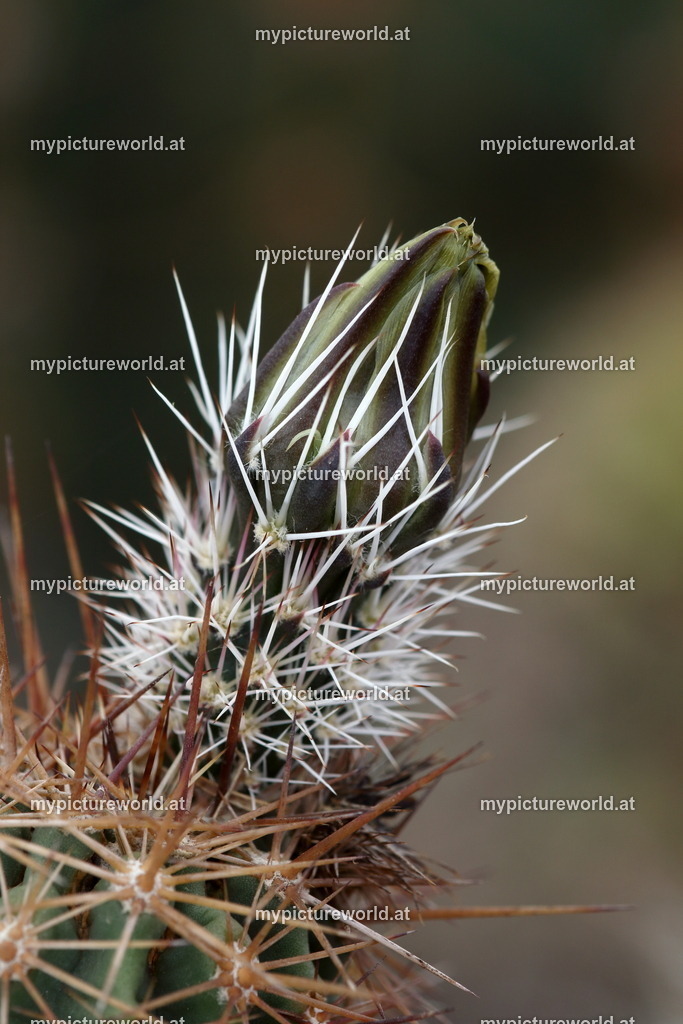 Echinocereus scheeri-006 | Das Bilderarchiv über Tiere, Planzen und Landschaften. In der Bilddatenbank finden Sie ein große Auswahl an hochwertigen Bilder für Ihre Werbung - Realisiert mit Pictrs.com