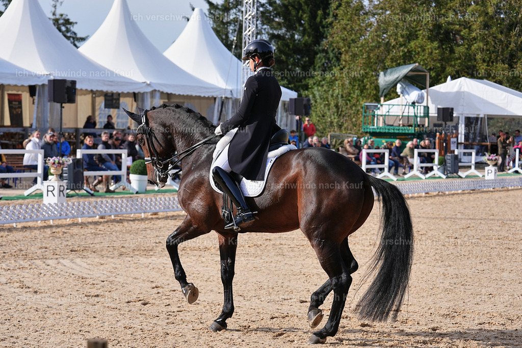 13-110-S___ -Marixx-7042 | working equitationturnier fotograf videograf stoibphotography marixx film working equitation deutschland reitsport turnierfotografie eventfotografie equestrian events