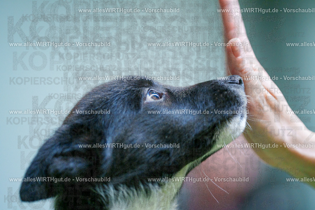 @allesWIRTHgut_Tierfotografie - www.allesWIRTHgut.de - 2604251313-7R503687 | Professionelle Tierfotografie in Mönchengladbach von Daniel Wirth (allesWIRTHgut). Liebevolle & natürliche Bilder von Hunden & Katzen für unvergessliche Erinnerungen.