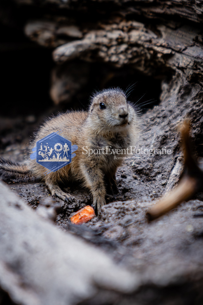 IMG_6077 | SportEventFotografie - Roman Stoiber