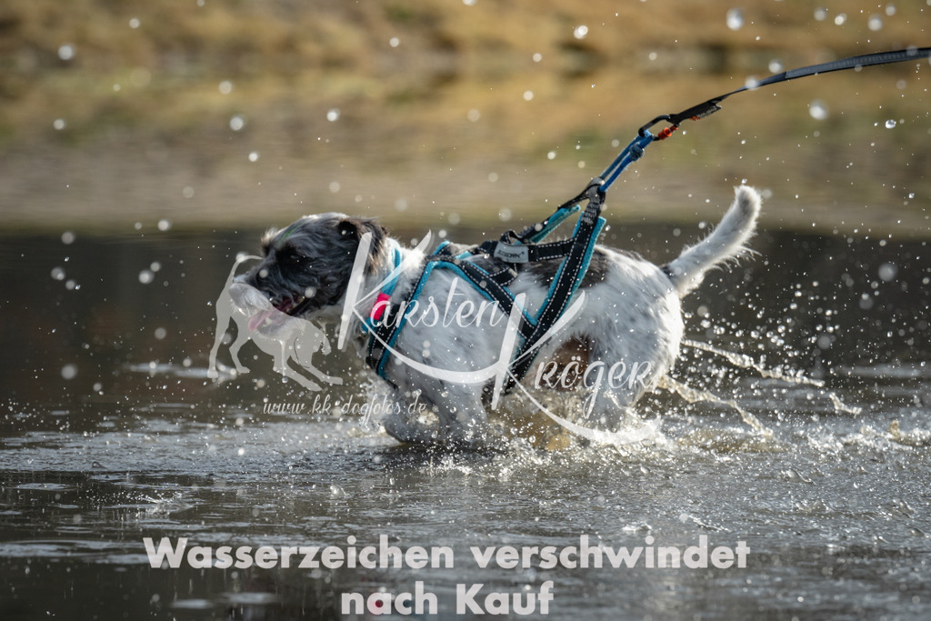 0942_ZZ92970 | kk-dogfotos