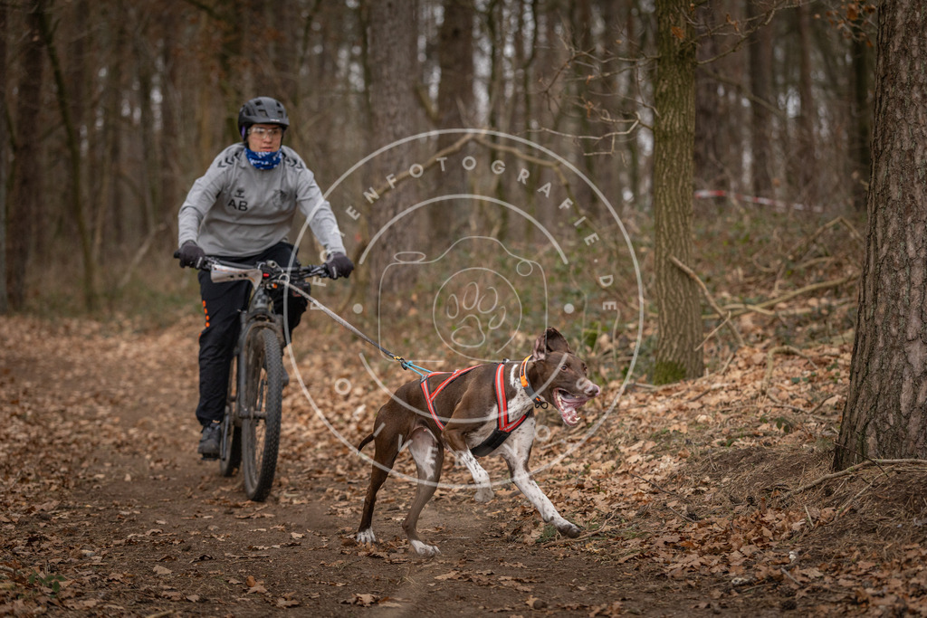 Pfotenfotografie_DV3A7096 | Hundefotografie, Tierfotograf, Pfotenfotografie, Fotoshooting Hund, Hunde Portrait, Hundesport, Hundeportraits, Heideshooting, Hunde, Sportfotograf, Hundefotograf, Turnierhundsport, THS,  - Realisiert mit Pictrs.com