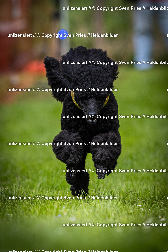 Sven Pries | 2025-04-13 - Hunderennen Baden-Baden - Realisiert mit Pictrs.com