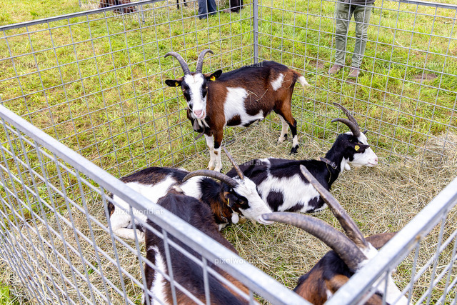 SchaZie Tag | Bildershop von pixelworld.at - Realisiert mit Pictrs.com