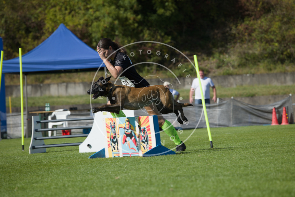 0L8A7746 | Hundefotografie, Tierfotograf, Pfotenfotografie, Fotoshooting Hund, Hunde Portrait, Hundesport, Hundeportraits, Heideshooting, Hunde, Sportfotograf, Hundefotograf, Turnierhundsport, THS,  - Realisiert mit Pictrs.com