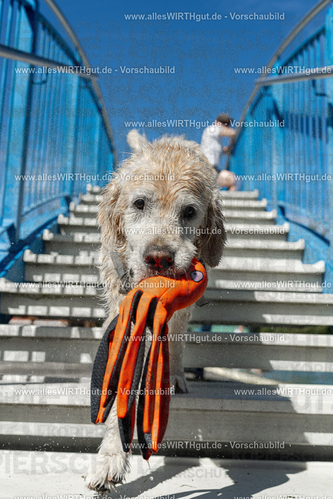 Hundeschwimmen_Volksbad_2026-allesWIRTHgut_Tierfotografie-2609061302-121256-7R500432 | Professionelle Tierfotografie in Mönchengladbach von Daniel Wirth (allesWIRTHgut). Liebevolle & natürliche Bilder von Hunden & Katzen für unvergessliche Erinnerungen.
