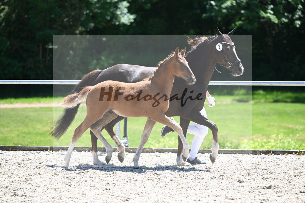 Kat-Nr. 3 HF Thuraus Giotto_Hummer_16230628 | hf-fotografie - Realisiert mit Pictrs.com