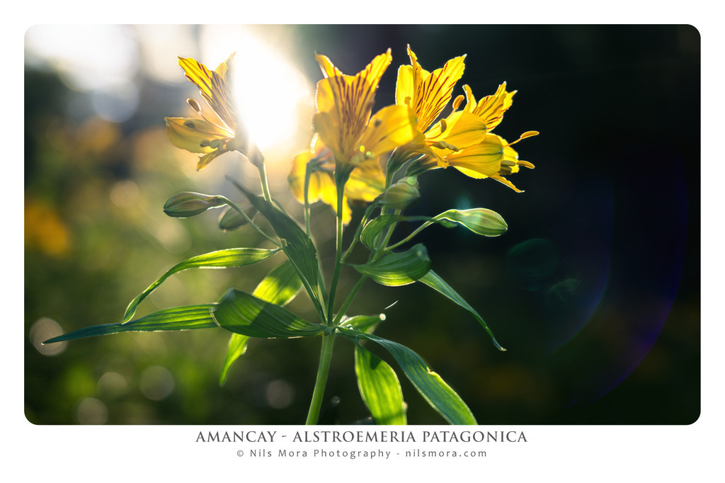 13_Amancay_02 | Online shop for print and download versions of my photos: small format, poster, canvas, postcard or even photo cup. - Realisiert mit Pictrs.com