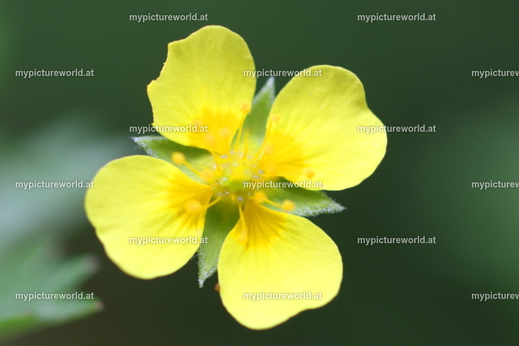 Blutwurz-001 | Das Bilderarchiv über Tiere, Planzen und Landschaften. In der Bilddatenbank finden Sie ein große Auswahl an hochwertigen Bilder für Ihre Werbung - Realisiert mit Pictrs.com