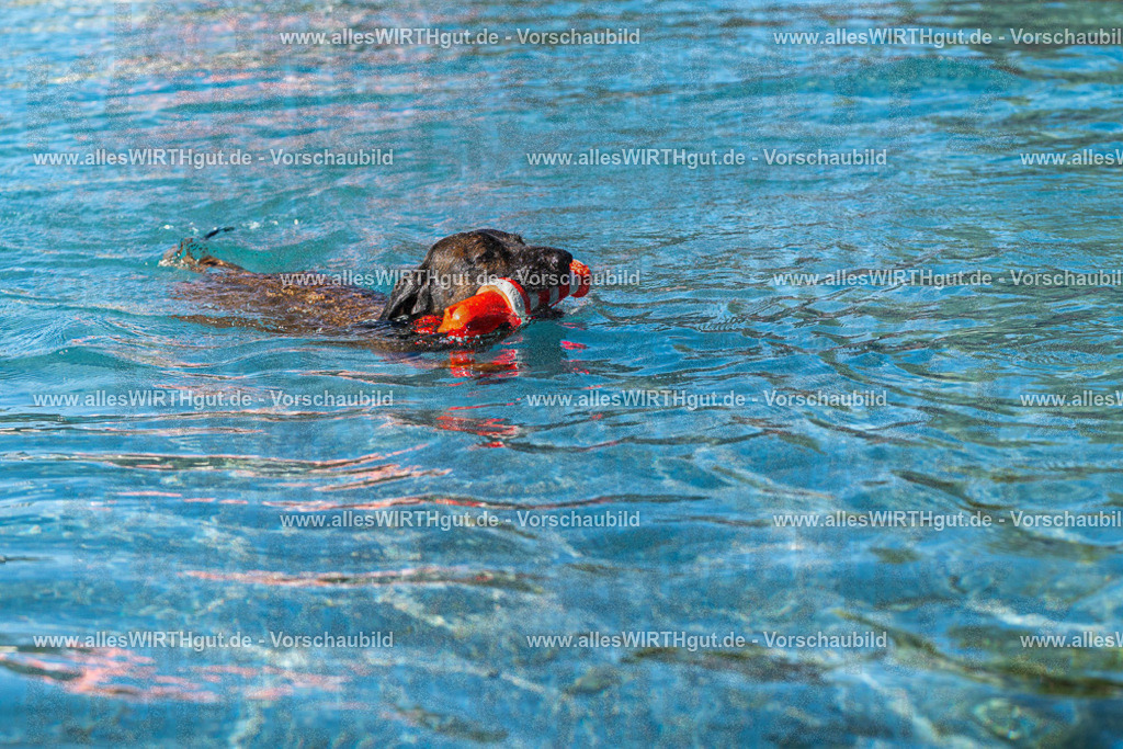 Hundeschwimmen_Volksbad_2026-allesWIRTHgut_Tierfotografie-2609061028-FAY05898 | Professionelle Tierfotografie in Mönchengladbach von Daniel Wirth (allesWIRTHgut). Liebevolle & natürliche Bilder von Hunden & Katzen für unvergessliche Erinnerungen.