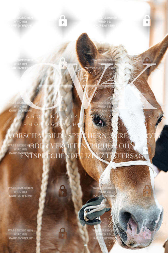 CK906720 | Turnierfotografie Pferdefotografie Trier Rheinland-Pfalz Pferdesport Reitsport Tierfotografie Sportfotografie Pferdevideo Pferdevideografie Equestrianvideography equestrianphotography  - Realisiert mit Pictrs.com