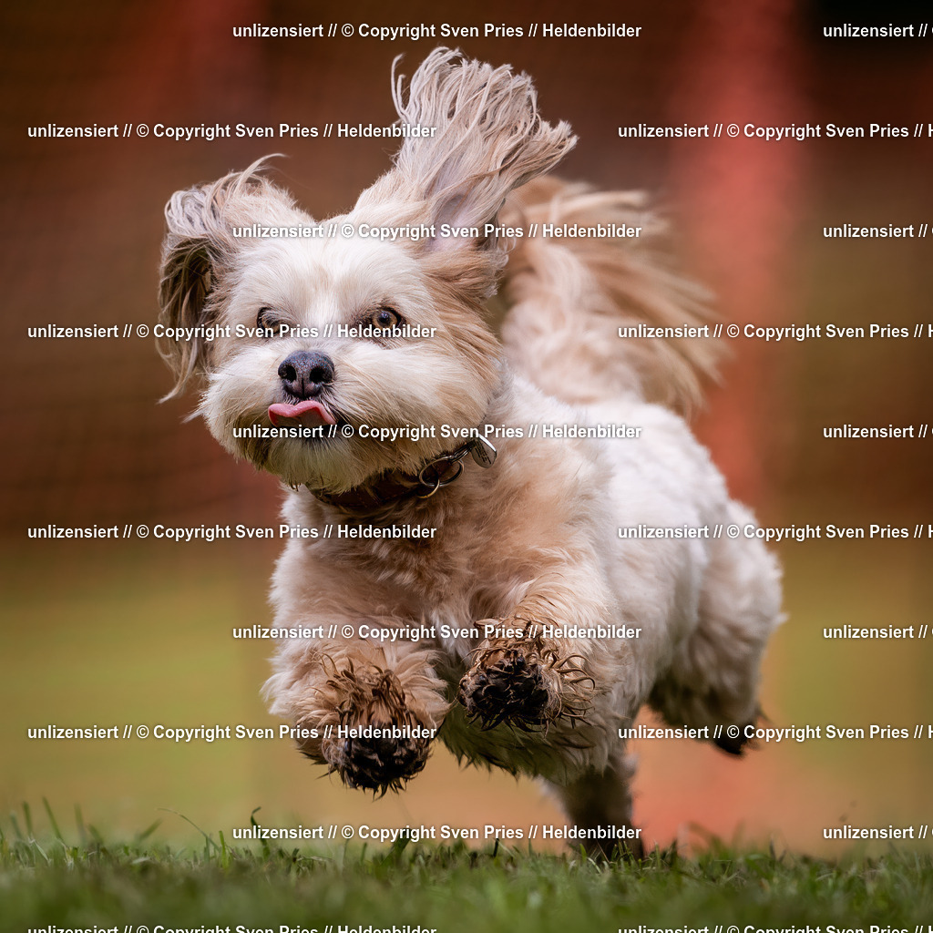 Sven Pries | 2024-04-21 - Hunderennen Baden-Oos
Foto: Sven Pries - Realisiert mit Pictrs.com