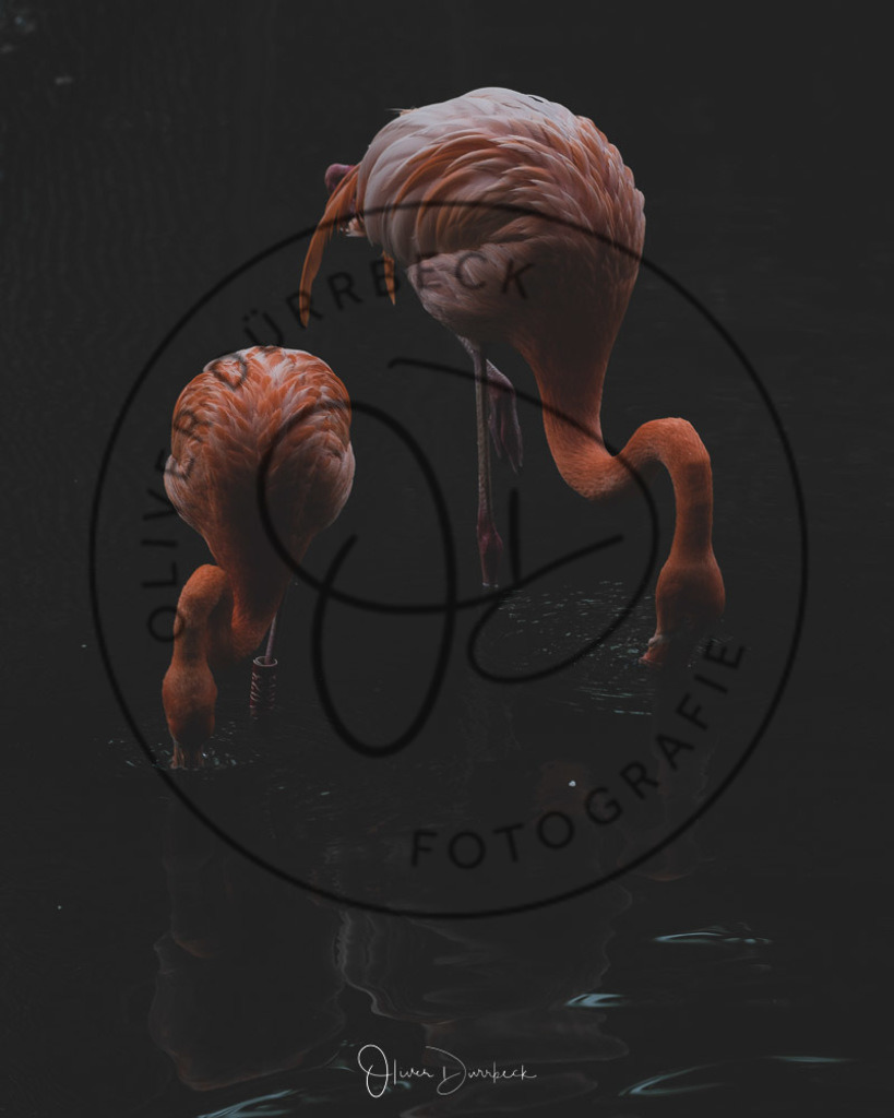 natur-tiere-07 | Shop für Kindergartenfotografie und andere Fotoprodukte von Oliver Dürrbeck Fotografie. - Realisiert mit Pictrs.com