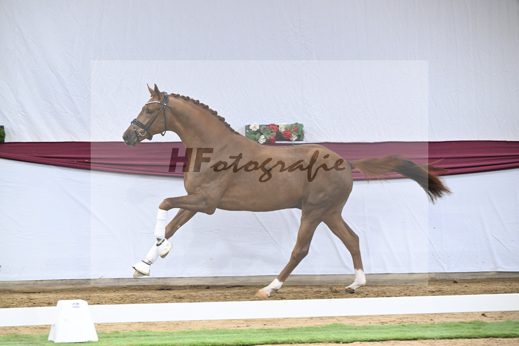 Kat-Nr. 62 Floricello x Zack_MH Pferdezucht u. -sport GmbH_47252385 | hf-fotografie - Realisiert mit Pictrs.com