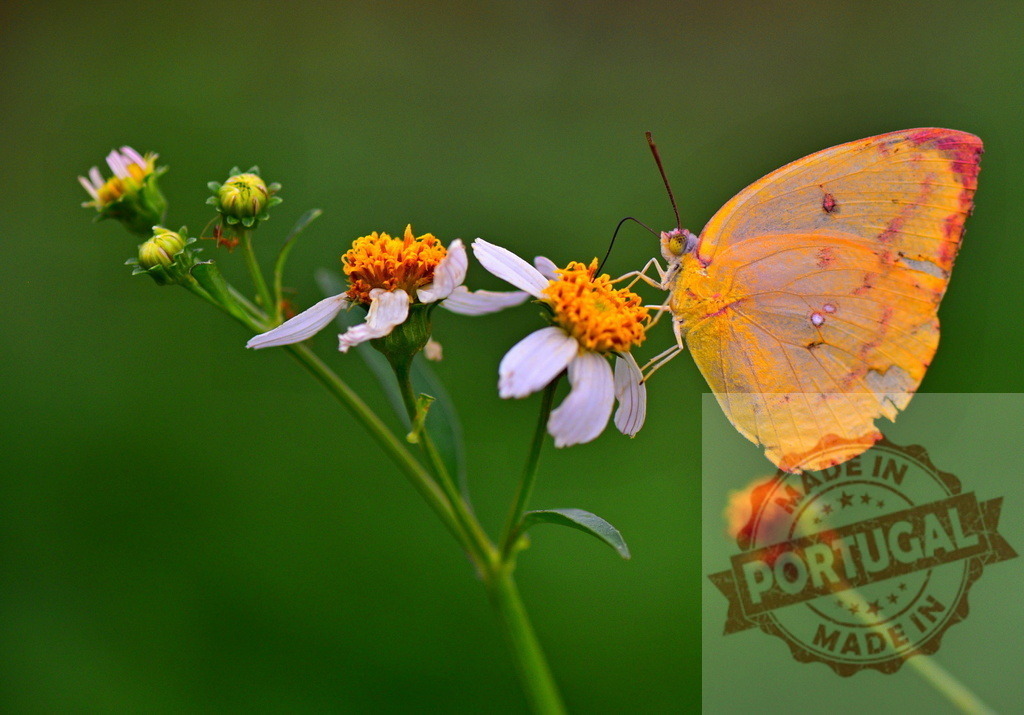 Orange butterfly feeding on small white flower with green background | Beautiful orange butterfly feeding on a small white flower with blurred green background - Realisiert mit Pictrs.com