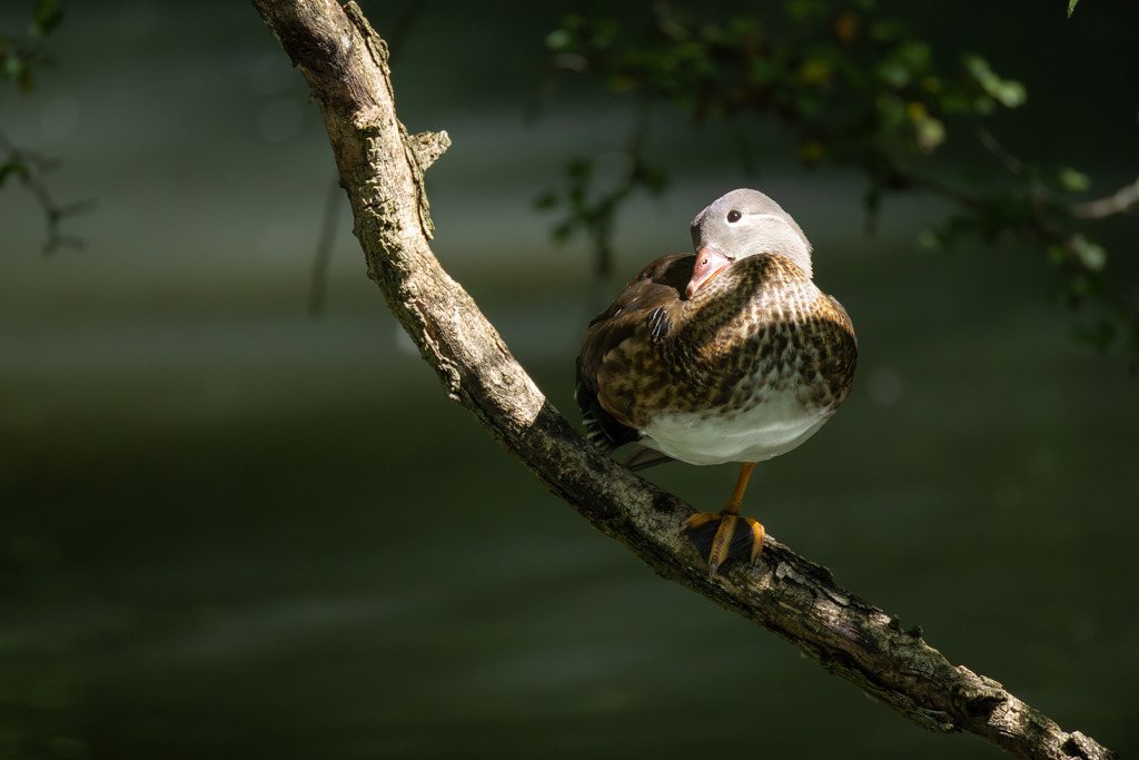 Die Mandarinente | Die Mandarinente ist eine Art aus der Familie der Entenvögel, die ursprünglich in Ostasien beheimatet ist. Ihr natürliches Verbreitungsgebiet erstreckt sich über Teile Nordostchinas, das Amurgebiet und Japan.
In Europa ist die Mandarinente keine einheimische Art. Sie wurde bereits im 18. Jahrhundert als Ziervogel eingeführt und primär in Parkanlagen gehalten. Die heute in vielen europäischen Ländern, darunter Großbritannien, Deutschland und den Niederlanden, freilebenden Populationen gehen auf entflogene Vögel aus Gefangenschaftshaltung zurück. Diese als Neozoen bezeichneten Populationen haben sich erfolgreich etabliert und sind aufgrund ihrer Kälteunempfindlichkeit und Ortstreue vielerorts ganzjährig zu beobachten. - Realisiert mit Pictrs.com