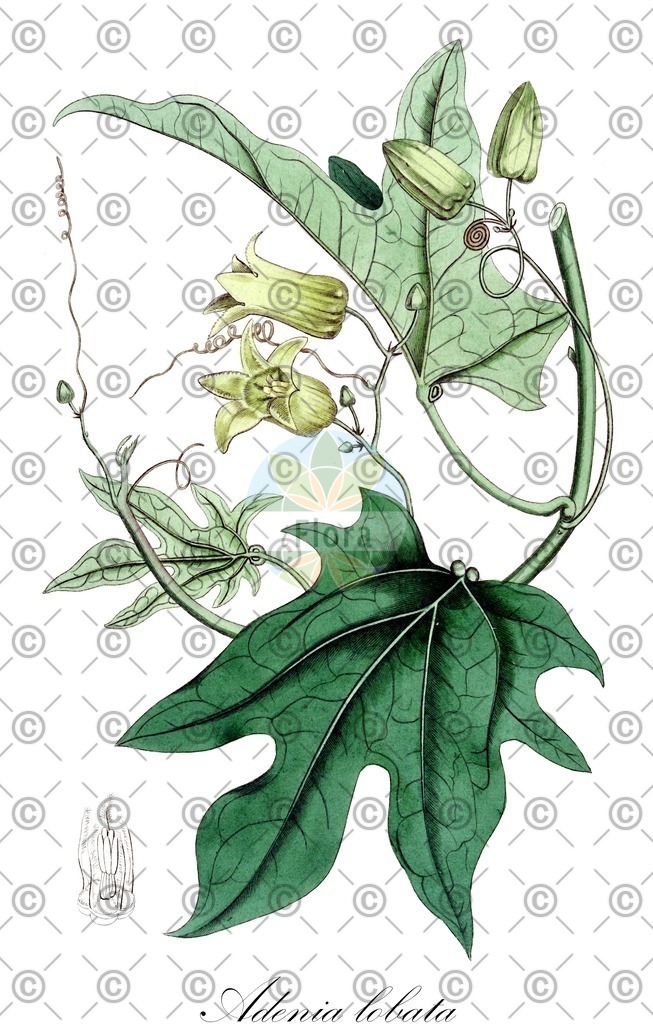 HistAbb_wfo-0000520018_1_ENZY_Simple | Historische Abbildung von Adenia lobata - Passifloraceae | Historical Illustration of Adenia lobata - Passifloraceae