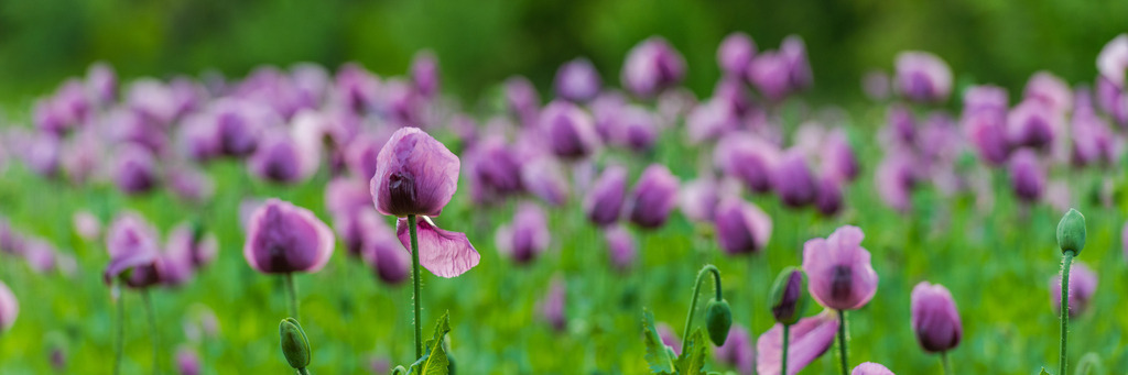 blaumohn_170525-52 | <div id="allefotografen-seal-verified-green"></div><script src="https://www.allefotografen.de/956728/seal-verified-green/seal.js" async="async"></script> - Realisiert mit Pictrs.com