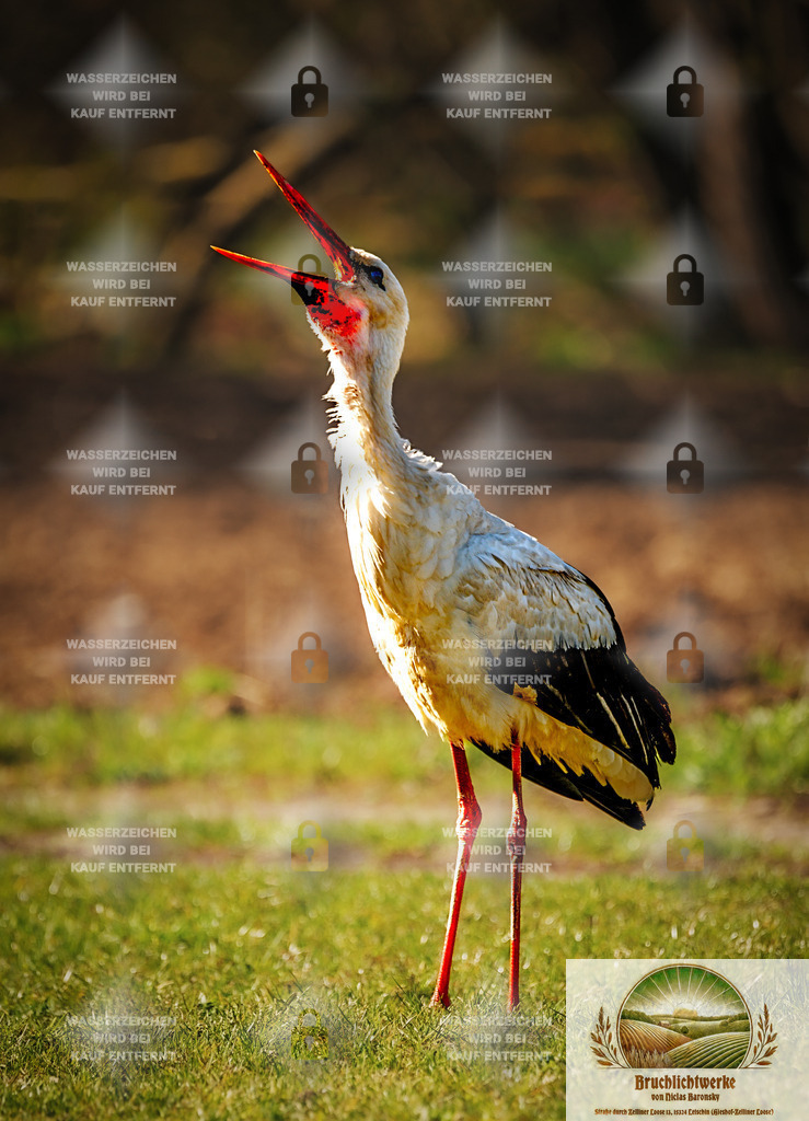 Gut lachen | Professioneller Fotograf mit 10 Jahren Erfahrung. Landschafts- und Hochzeitsfotografie im Oderbruch. Workshops und beeindruckende Bilder für besondere Momente.