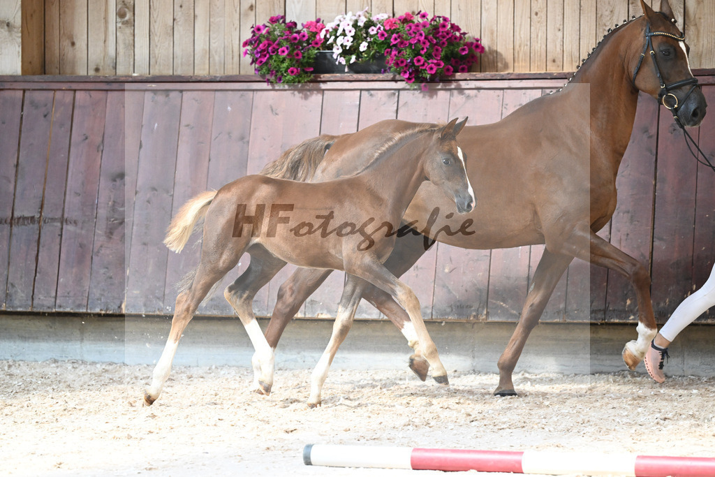 Kat-Nr. 22 SF Succession x Franziskus_Seiler_32240414 | hf-fotografie - Realisiert mit Pictrs.com