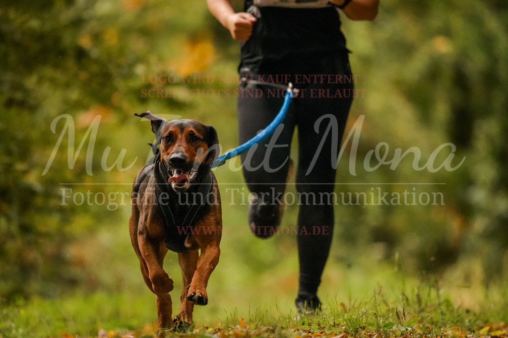 20251005_THS_Turnier-62 | MuT (Mensch und Tier) mit Mona - Fotografie und Tierkommunikation - Realisiert mit Pictrs.com