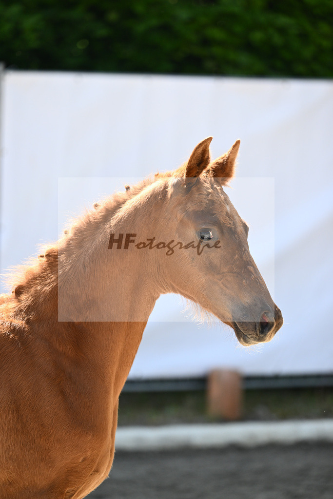 Kat-Nr. 8 HF Vitalis_PBM Pfefferle GmbH_12230353 | hf-fotografie - Realizzato con Pictrs.com