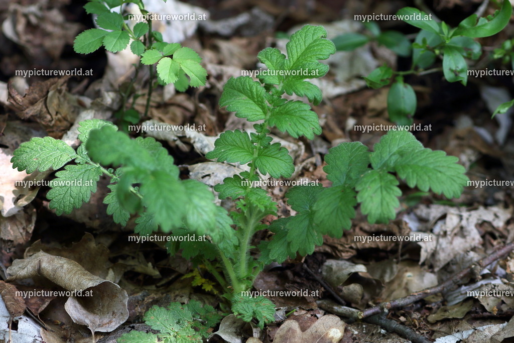 Gewöhnlicher Odermennig-005 | Das Bilderarchiv über Tiere, Planzen und Landschaften. In der Bilddatenbank finden Sie ein große Auswahl an hochwertigen Bilder für Ihre Werbung - Realisiert mit Pictrs.com