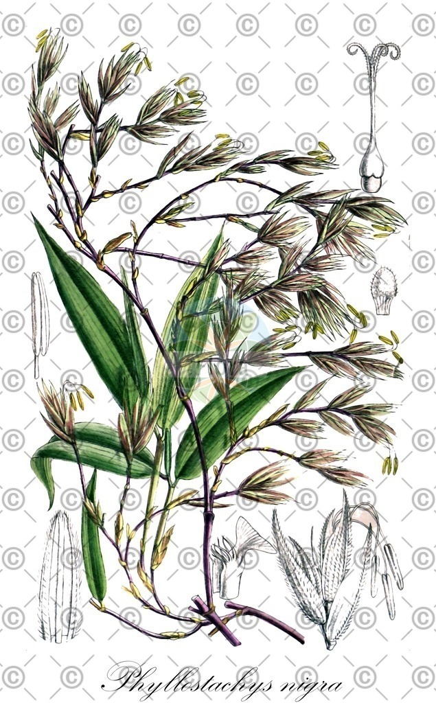 HistAbb_wfo-0000188628_1_ENZY_Simple | Historische Abbildung von Phyllostachys nigra - Poaceae | Historical Illustration of Phyllostachys nigra - Poaceae