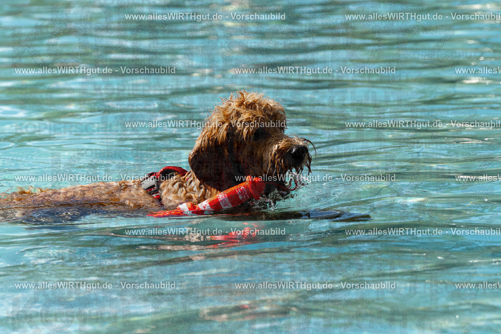 Hundeschwimmen_Volksbad_2026-allesWIRTHgut_Tierfotografie-2609061523-FAY07202 | Professionelle Tierfotografie in Mönchengladbach von Daniel Wirth (allesWIRTHgut). Liebevolle & natürliche Bilder von Hunden & Katzen für unvergessliche Erinnerungen.
