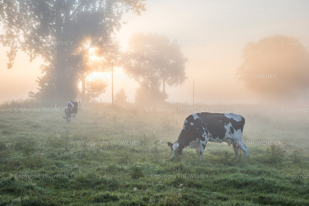 _1090038 | Kühe am frühen Morgen bei Stapelmoor - Realisiert mit Pictrs.com