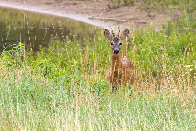 201719 | Tierfotografie, Tierkalender, Tierbilder, Insekten, Spinnen, Vögel, Schmetterling, Libellen, Leinwand, Colorkey, Qualität, Geschenkartikel, Geschenk - Realisiert mit Pictrs.com